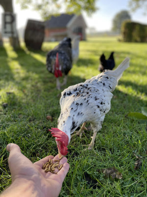 Scharrel & Strooi Pakket