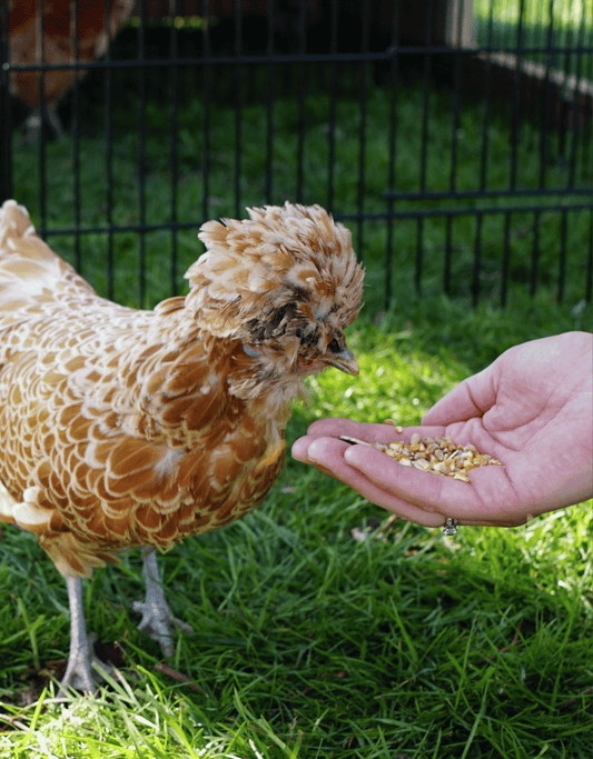 Strooimix / Granen & Zaden